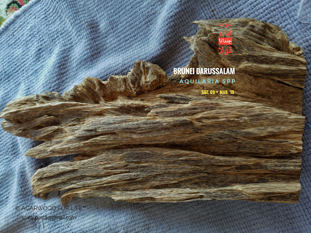 Medium quality of display Agarwood piece from Brunei. Perfect for decorating our office and home.