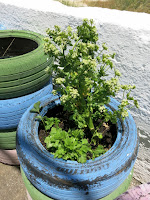 Maceto Huerto con apio en GFS AEA Bosque Animado