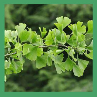 ginko biloba