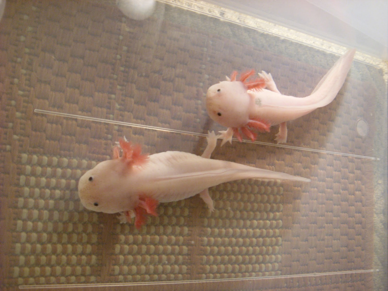Manchester Axolotls Tub 2