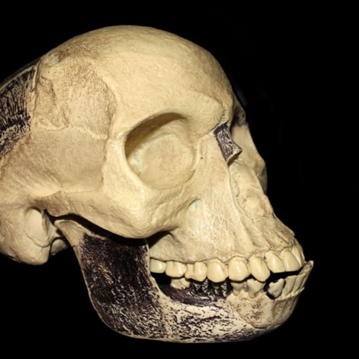 Самый древний череп человека