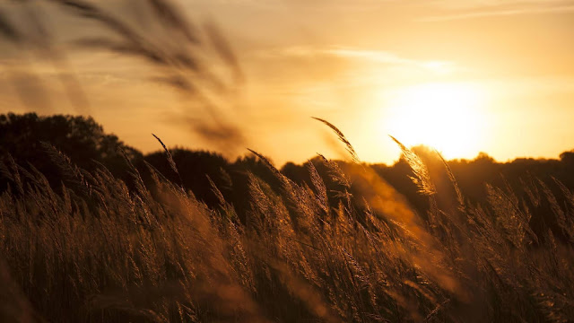 Golden Wheat Field Sunset Wallpaper