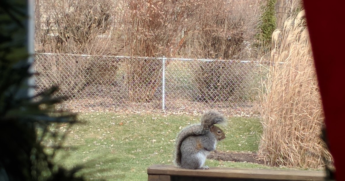 Paul's Daily Posts An Act to Encourage the Killing of Squirrels