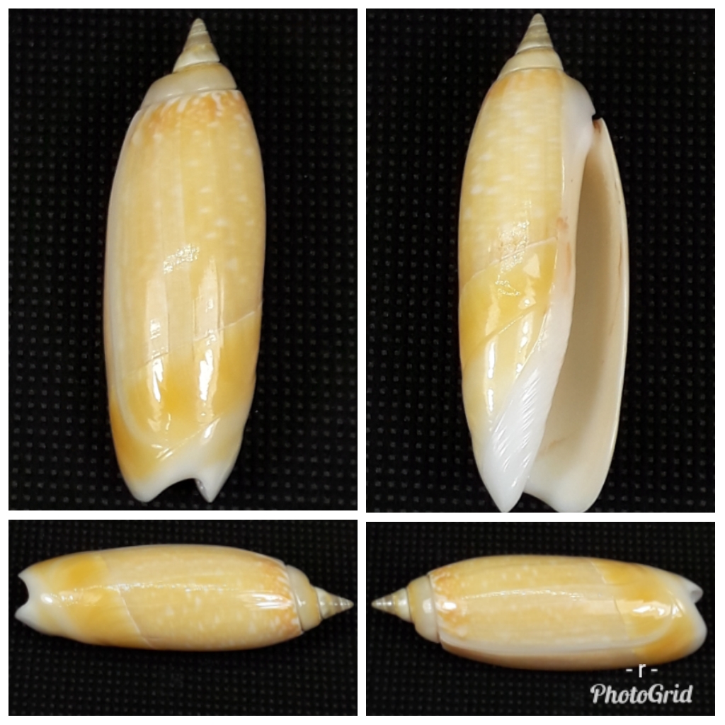demander l'authenticité des coquilles olividae 195