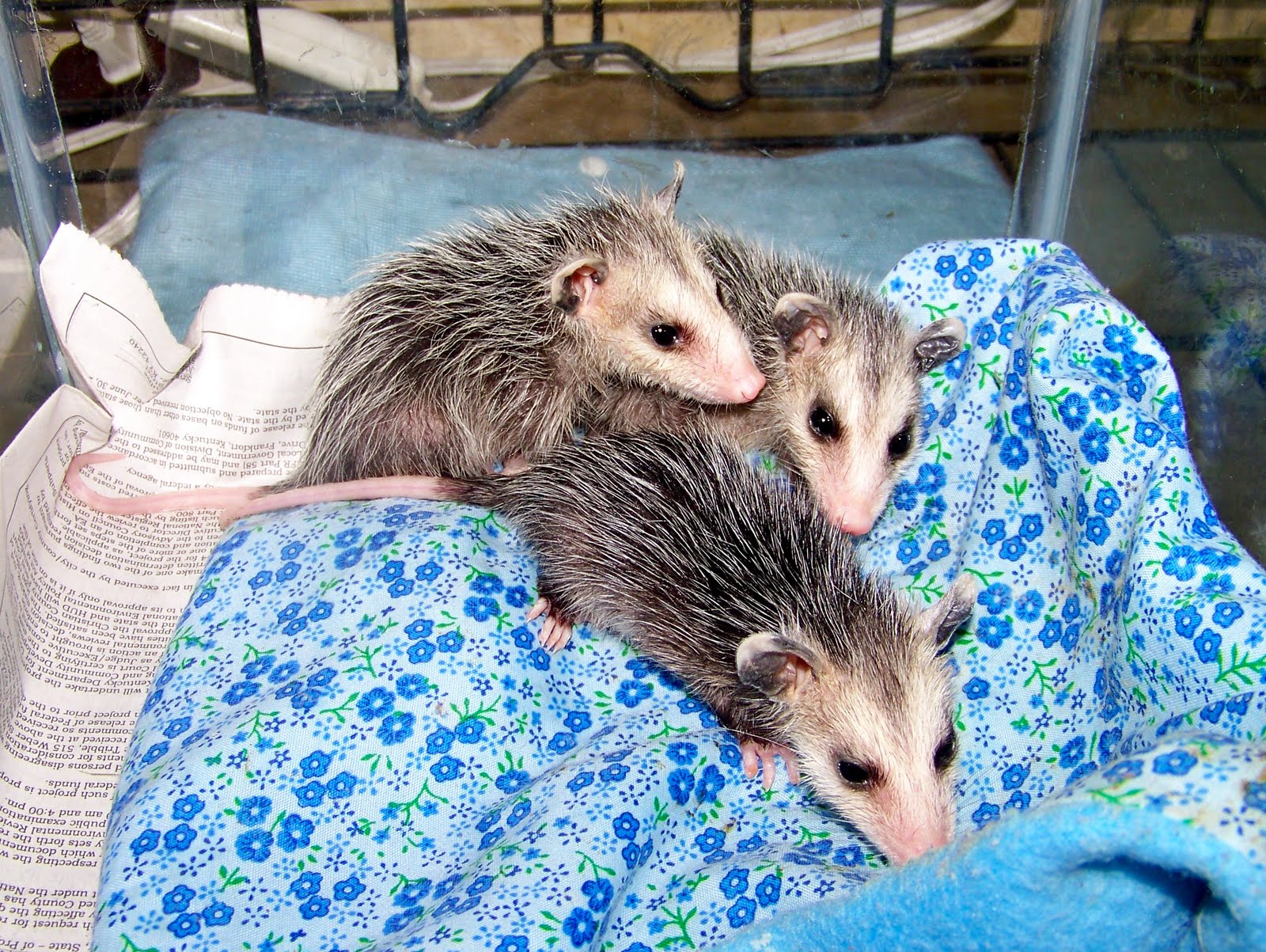 Nutkin's Nursery Raising Possums