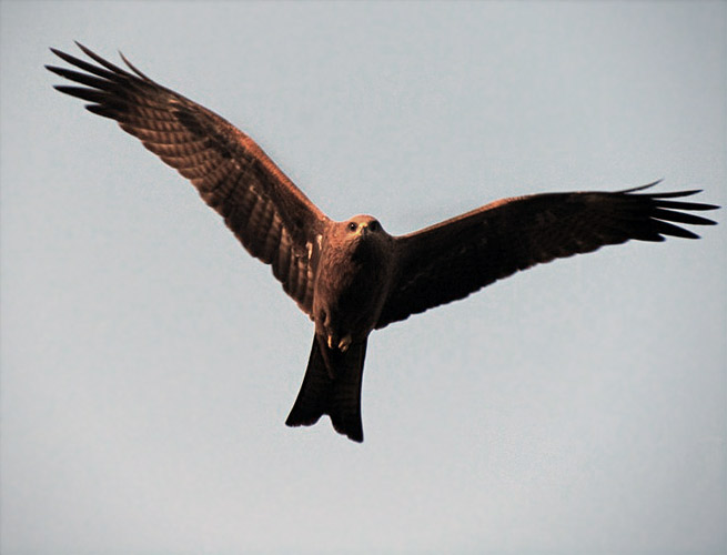 Caylak Nedir Ne Demektir Anlami Laf Sozluk