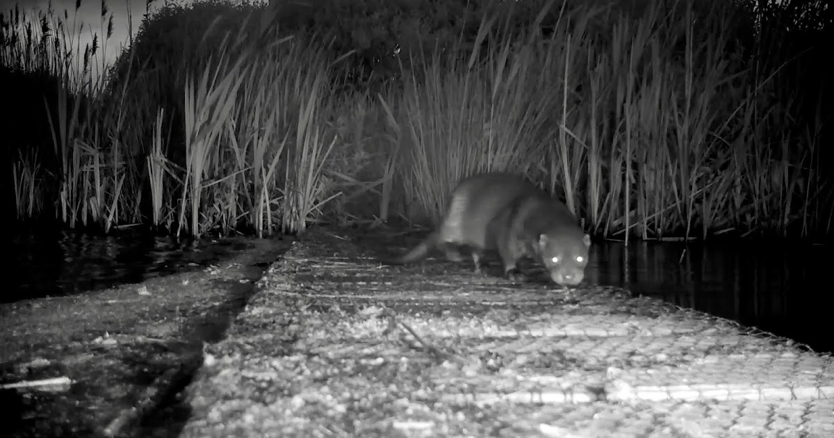 TrogTrogBlog: OtterCam in May