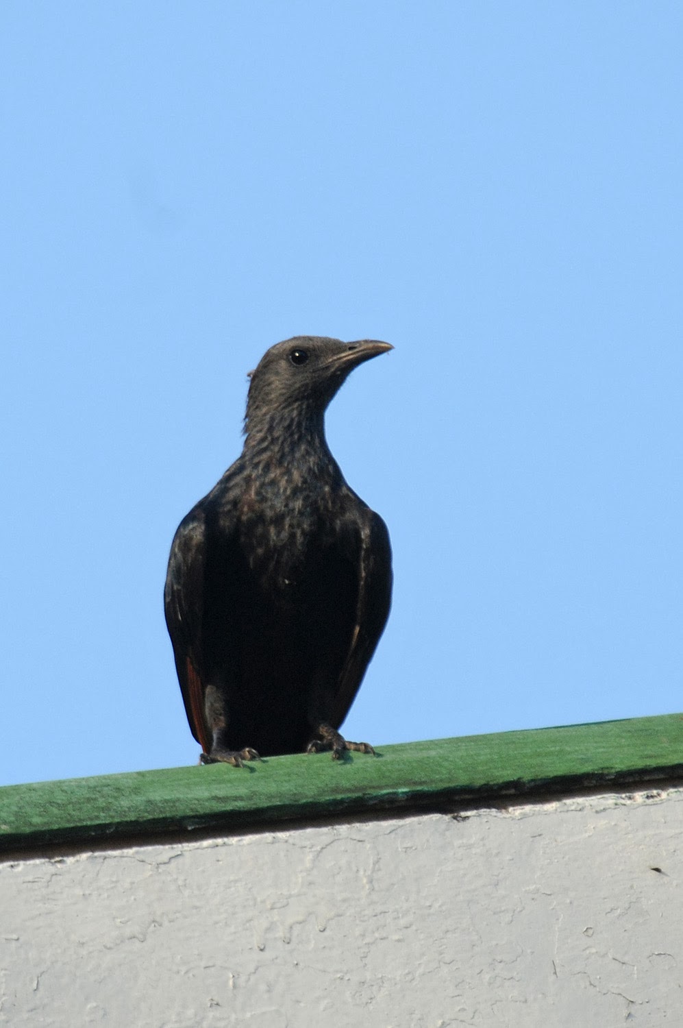 Birding and Bird Ringing in Zimbabwe: The Bats of Kasanka: Part One ...