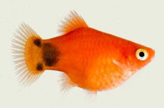 Ikan Platy Red Mickey Mouse Gambar Ikan Platy Red Mickey Mouse