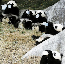 More pandas