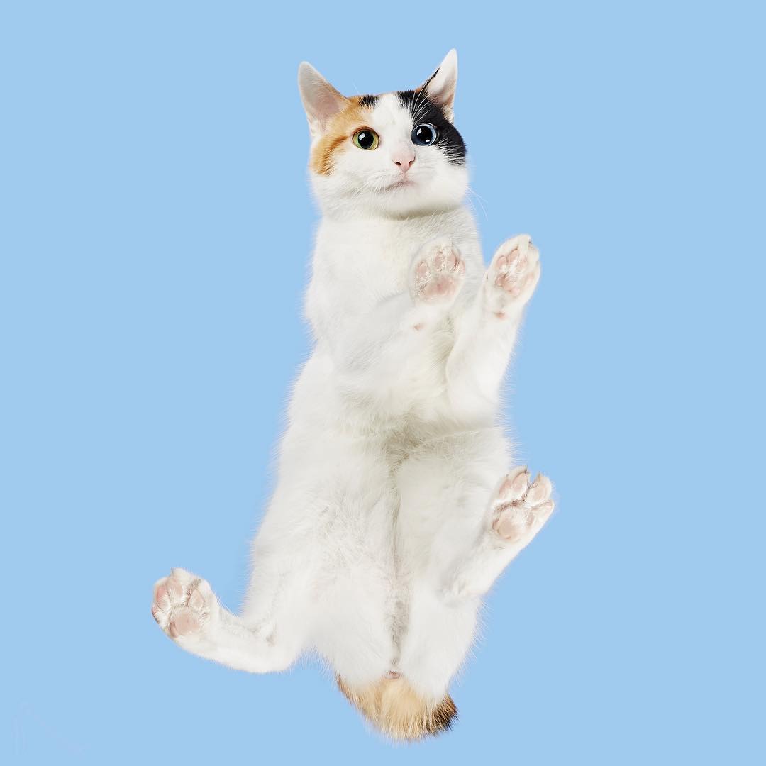 Котейки, вид снизу