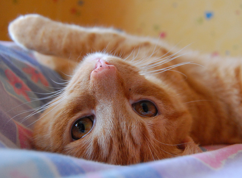 welcome to my blogger: kucing yang tercomel