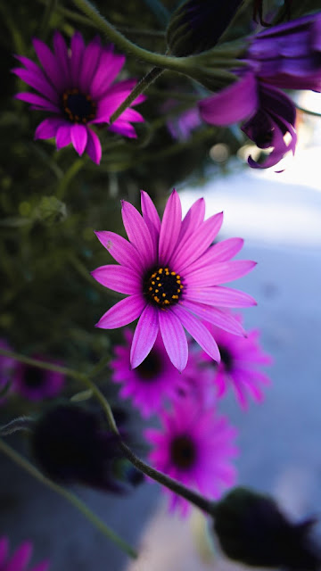 HD Wallpaper Flower Daisy, Purple, Macro