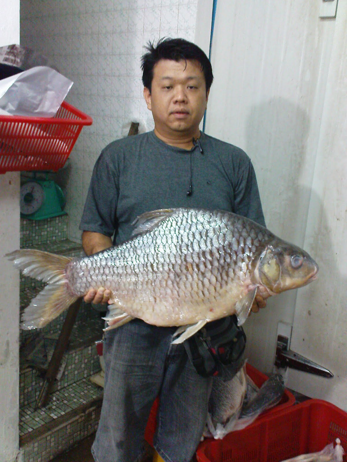 River Fish Supplier, Peter\u0026#39;s Fish Trading Co, Sarawak: TENGALAN SARAWAK, MUNGALAN, (Puntius Bulu ...