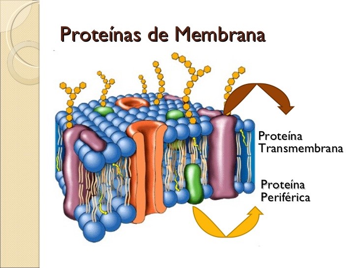 Aprendiendo Biologia Tema 5 Membrana PlasmÁtica
