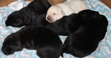 Best of the Hill Labs: Congratulations CiCi x Cooper