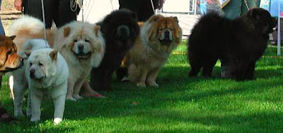 Chow Chow Colours