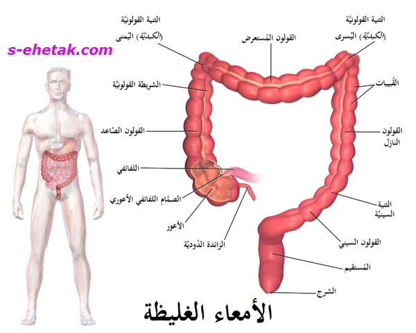 الفرق بين أعراض الزائدة والقولون