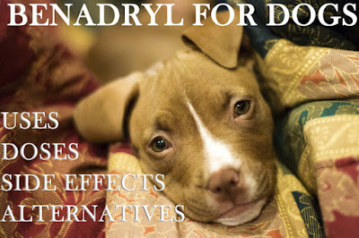Benadryl for dogs