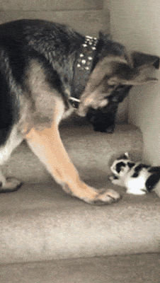 daily_gifdump_3504_26.gif