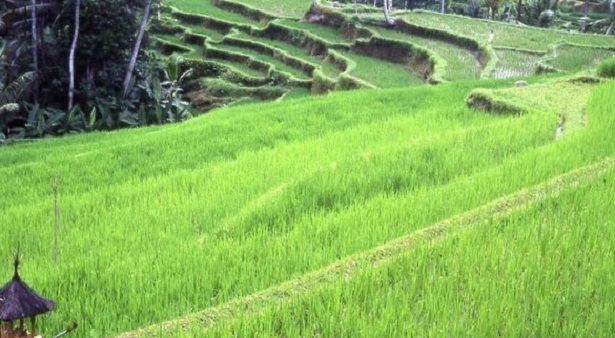 Pengertian Ekosistem Komponen Pembentuk Dan Jenis Jenis Ekosistem Beserta Contohnya Pustakapengetahuan Com