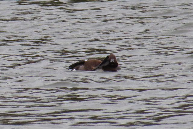 Ferruginous Duck - Caldecotte Lake, Buckinghamshire