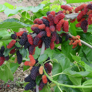 Mulberry-Fruit-Extract.jpg
