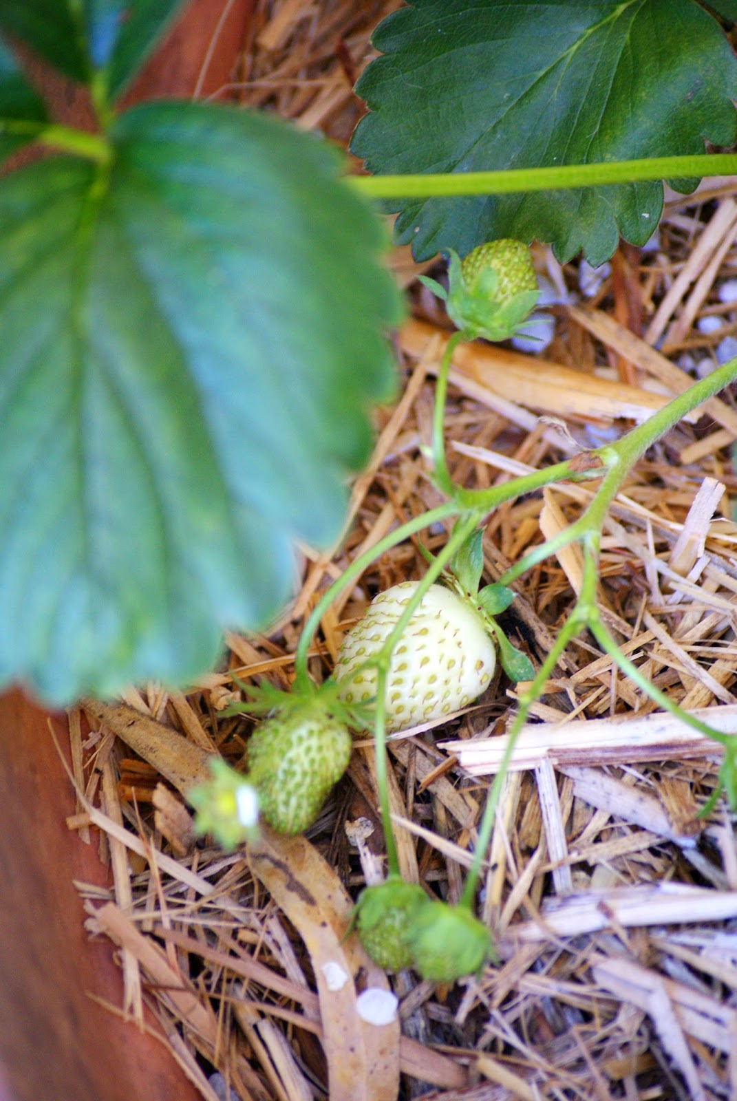 Strawberries Growing in the Garden