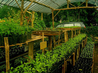 Plastik Sungkup: Solusi Dari Biji ke Bibit Tanaman