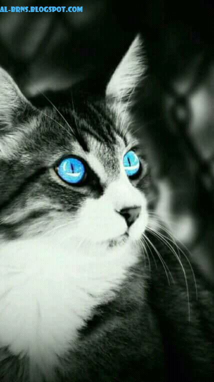 Ø§ÙØ¶Ù Ø®ÙÙÙØ§Øª ÙÙÙØ§ØªÙ hd Ø§ÙØ¶Ù Ø®ÙÙÙØ§Øª ÙÙÙØ§ØªÙ hd