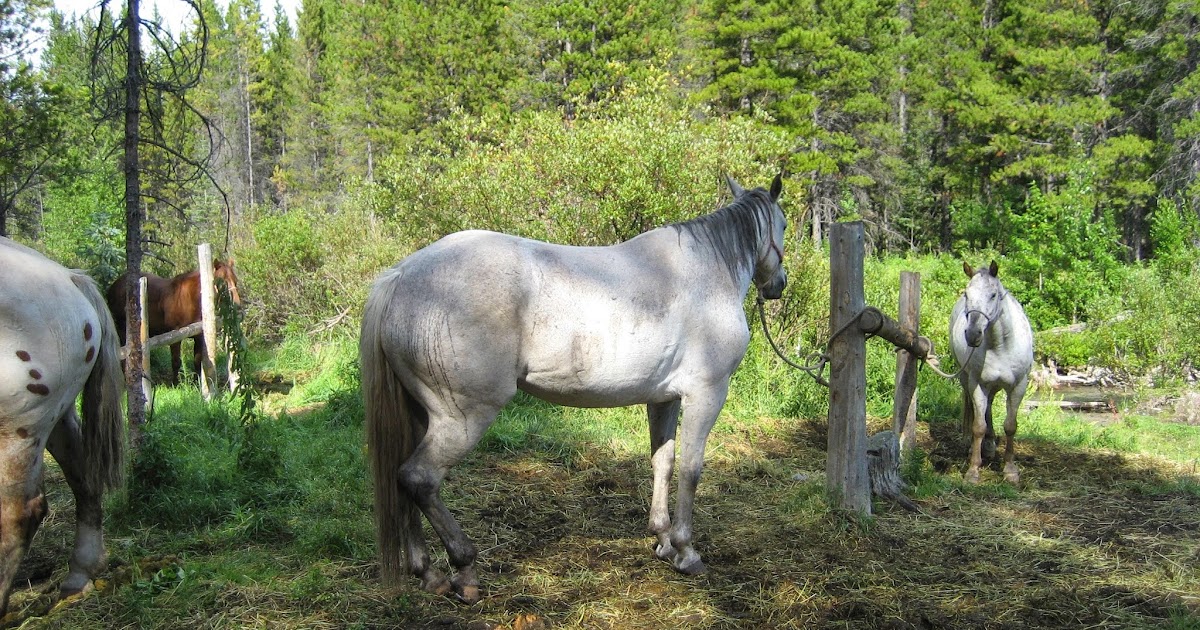 Do Horses Neigh When They Run? Can horses get nose bleeds?