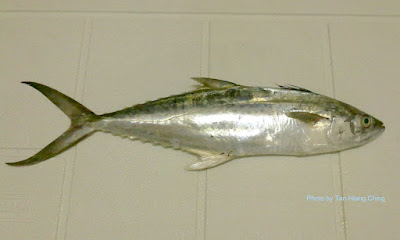 Korean Seerfishor, Ikan Tenggiri Korea