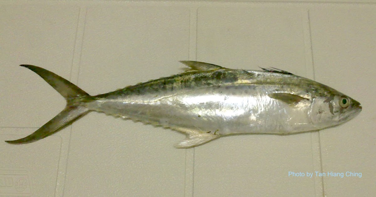 Ikan Tenggiri In English
