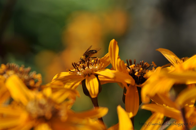 осенние цветы, жёлтые цветы, конец лета, начало осени, сентябрь, бабье лето, пчела на цветке