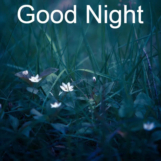 Good Night HD Images Good Night HD Images