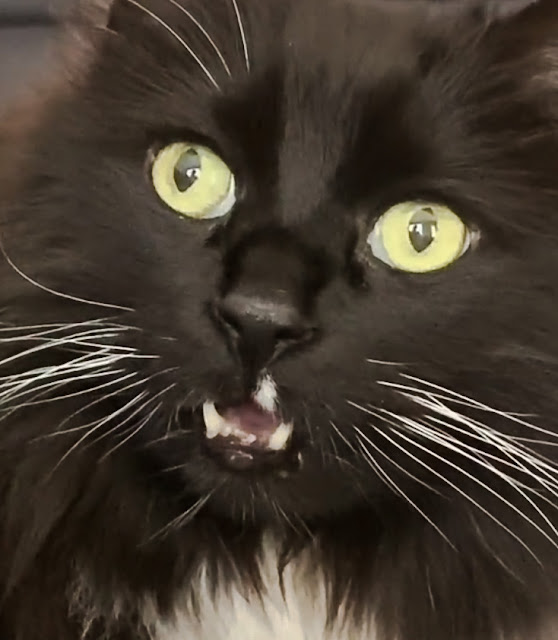 TikTok video shows a cat, Wilbur, surprised to hear that he’s a cat - frozen expression