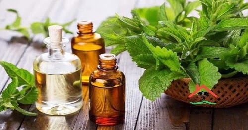 بعد كثرة حالات الانتحار في مصر علاج الاكتئاب بالاعشاب دون اللجوء للأدوية والأطباء ام الدنيا