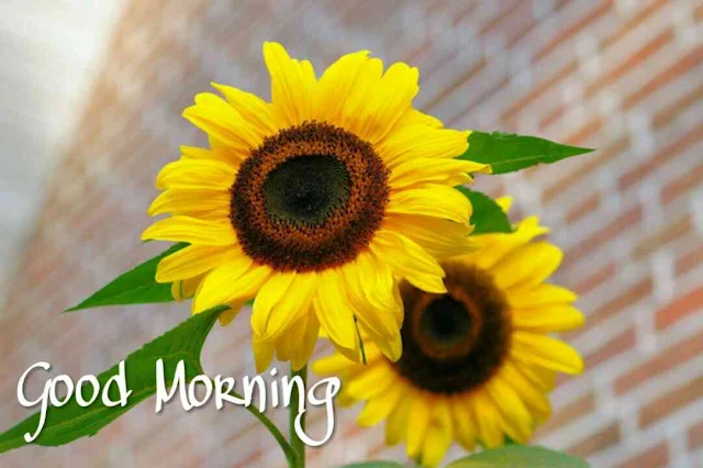 Beautiful good morning images , pics and photos of sun flowers