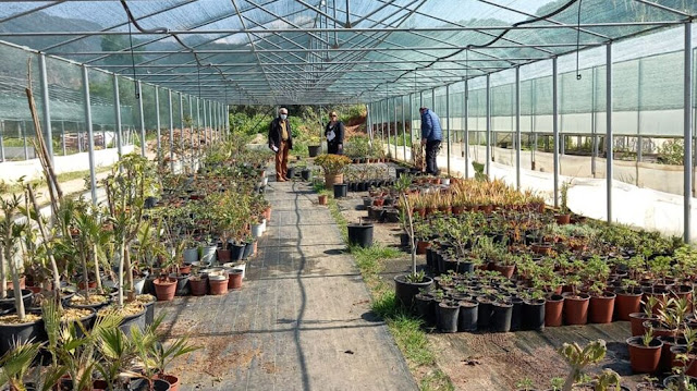 ΝΕΑ φυτά και άνθη στο Δημοτικό Φυτώριο της Καλαμάτας