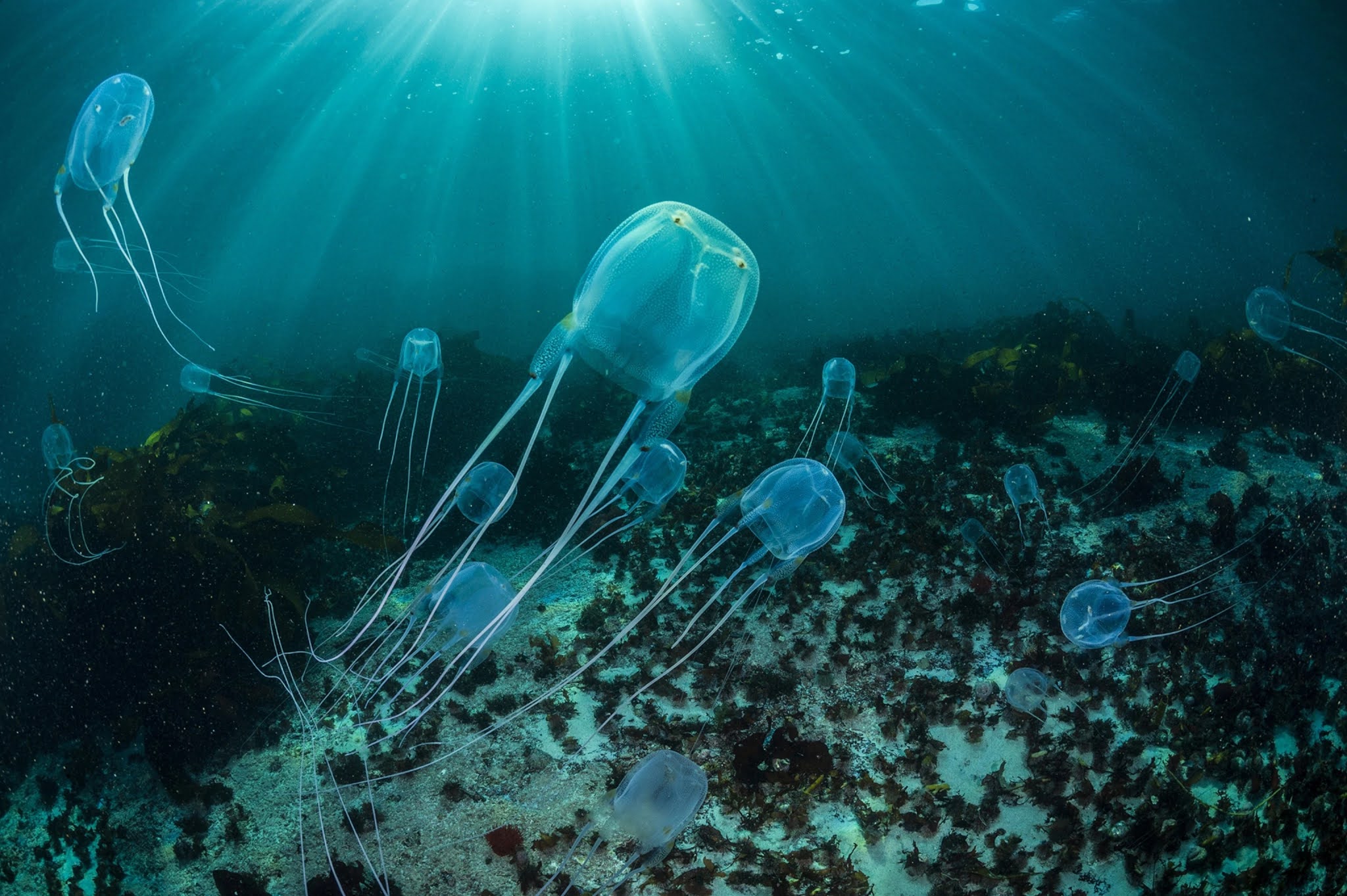 How painful is a Box jellyfish sting? Is the box jellyfish deadly creature?