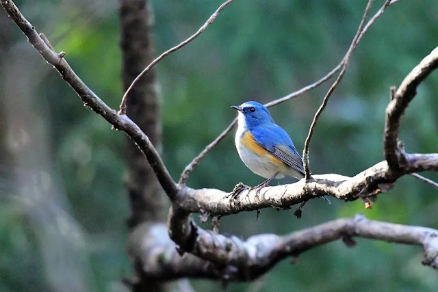 الطيور الزرقاء, الطيور الزرقاء Ruribitaki, صور, صور طيور زرقاء, Foto, Ruribitaki, Wallpapers Birds, خلفيات طيور, 