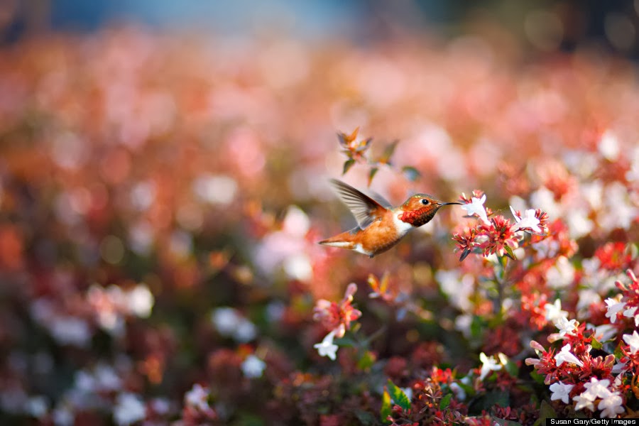 Rufous Hummingbird. California, US