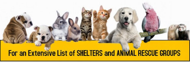 list of animal shelters and rescue groups, dogs cats bunnies ferrets, birds, www.petsnmore.org