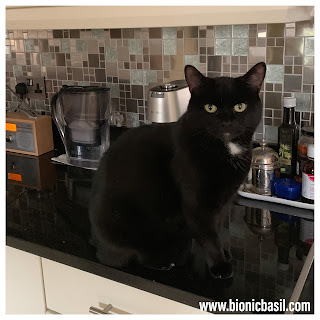 Black Cat Appreciation Day with Parsley aka Special Sauce The Sunday Selfies Blog Hop @BionicBasil®