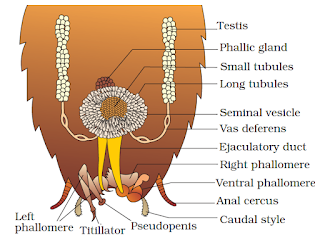 Welcome to the Living World: Structural Organisation In Animals - Notes