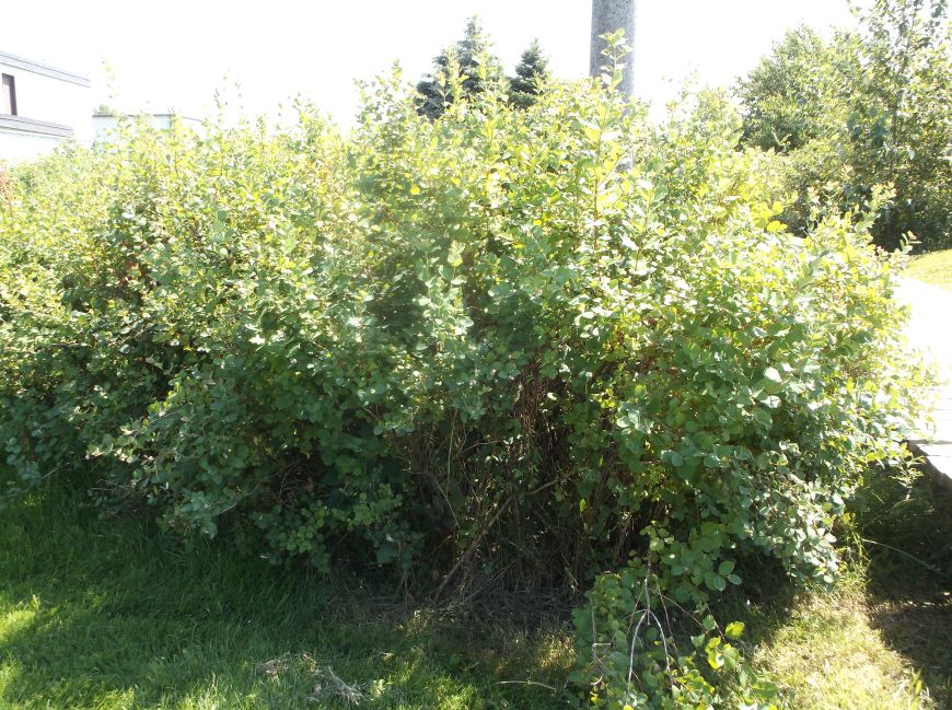 Future Plants by Randy Stewart: Snowberry, Coralberry & Wolfberry