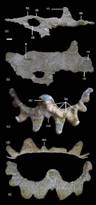 Sinoceratops skull