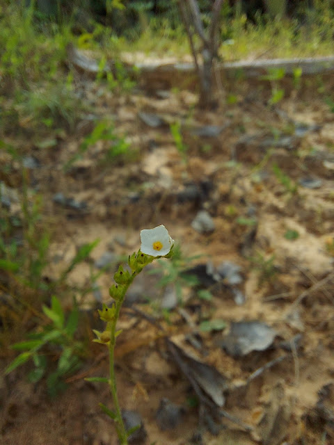 Euploca strigosa