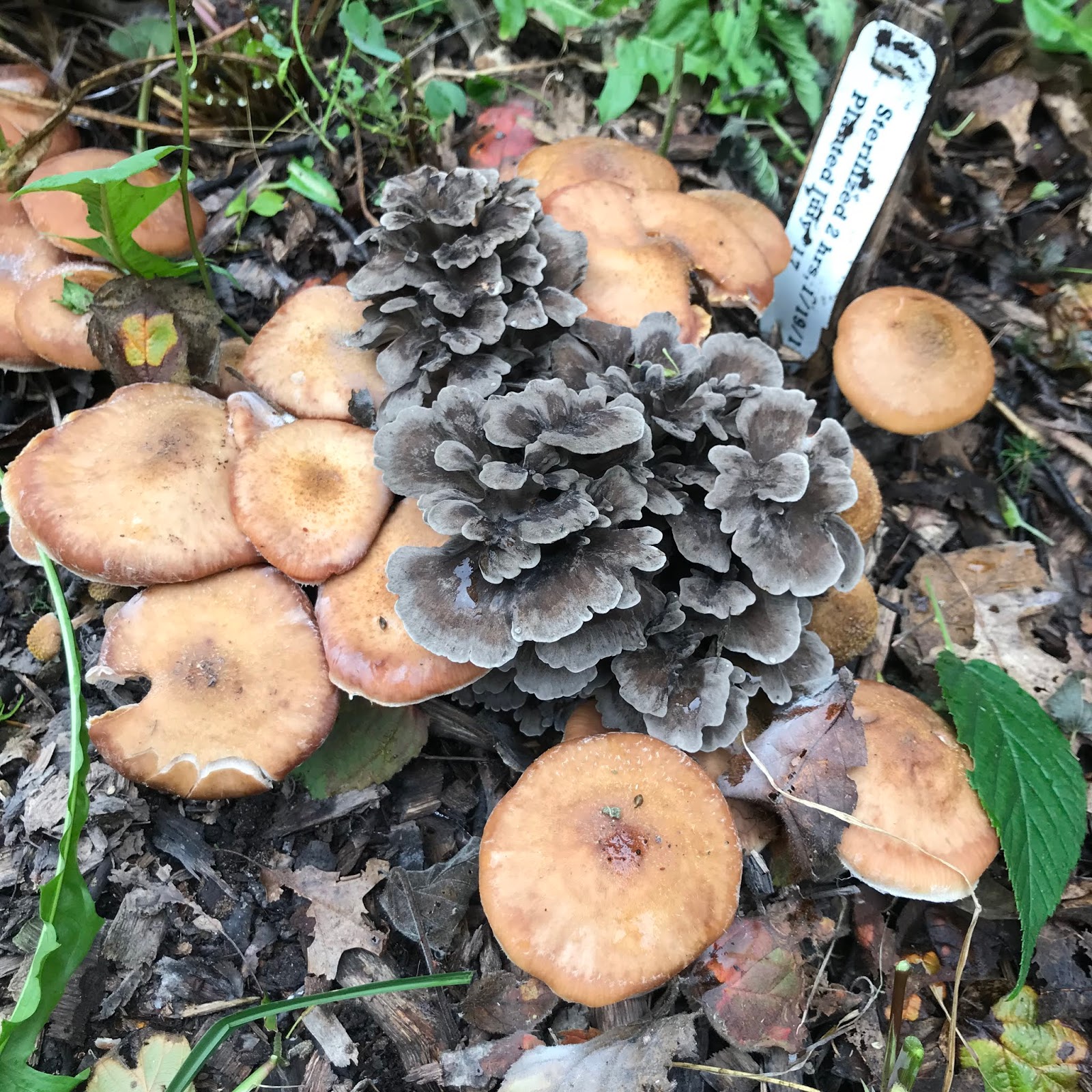 Mushrooming Together HomeGrown Hen of the Woods (aka Maitake mushroom)