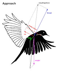 bird flight birds physics diagram forces thrust principle aerodynamics fly ornithopter flying wing mechanics flapping wind incline